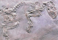 ������� �����