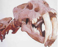 ����������� �����