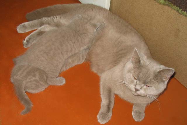 ���������. ������ ����� ����� 2005 ���� � ��������� 