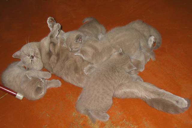 ������ �� ������. ������ ����� ����� 2005 ���� � ��������� 