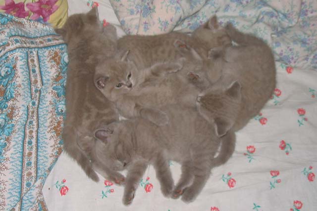 �������� ����� �����. ������ ����� ����� 2005 ���� � ��������� 