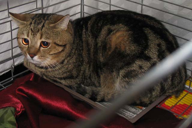 ���� ������� ������ ������� ������� ������. ����� n22