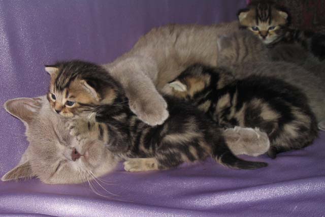 ��� �� ����� ����. ������ ����� � ��������� 