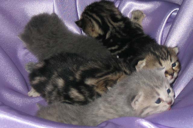 ������ ����� � ��������� 