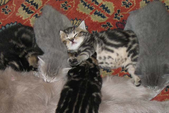 ������ ����� � ��������� 