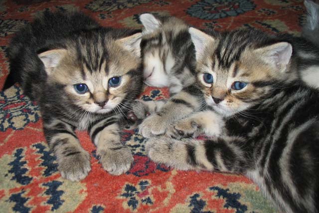 ������ ����� � ��������� 