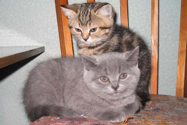 ������ ����� � ��������� 