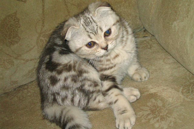 ������ � ��� � ��������� ������.  ����������� ��������� ����� �� ������ ������ �����: hs 22