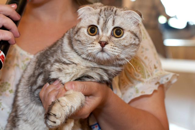 �� �������� ������� ����� �������.  ����������� ��������� ����� �� ������ ������, �����: hs 22