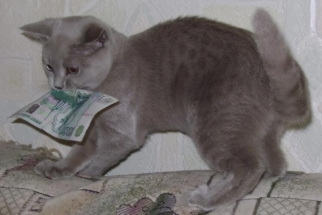 ������ ����� ����