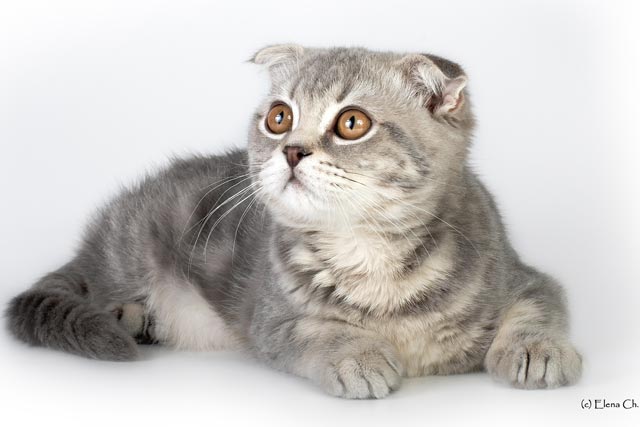 ������� � ������� ������ ��� ������.  ����:  ����������� ��������� ����� �� ������ ������ �����: hs 22, CH (WCF). ����: G.INT.CH. (WCF), G.E.CH. (���), INT.CH. (��������) �������-����, BRI a 33