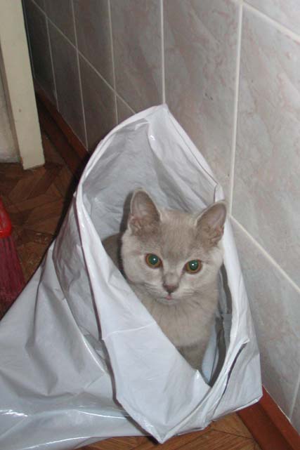 ������ � ������. ������ ����� ����� 2005 ���� � ��������� 