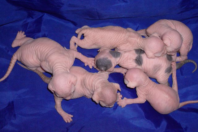 ������ ������ � ��������� �ARISEN, �� ���������. ������� 8 ����