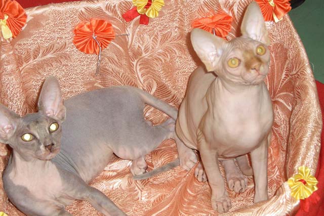 ������������ ��������� Marisen, ����� ������� � ����� Margo Limini Beauty, ��������� �� ��������� Limini Beauty, ��������������. ������� ����� Zlata Rea Gold, ����������� � ��������� Rea Gold, ��� ����������