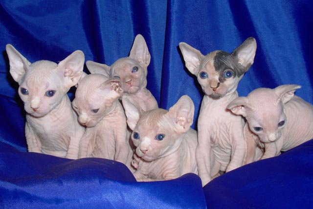 ����� ��������� MARISEN, �� ���������, ���������� �������� ����� ���