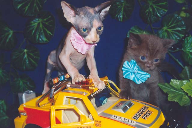 ������� ������������ ������ 2 ������ �� ������ Eva, �� ��������� Baby Rea Gold, ������ ������� ������������� ��������� Marisen, ���� ������� Vasfil Lolita, ���� Golden Max Zilmar