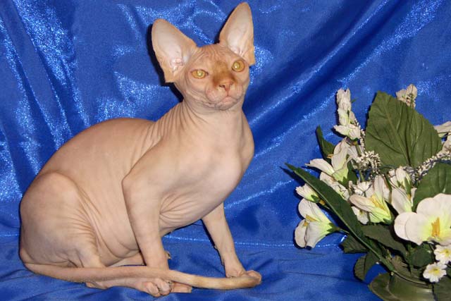 ����� �������� ������ �� ������ Zlata, ����������� � ��������� Rea Gold, ��� ���������� � ��������� Marisen