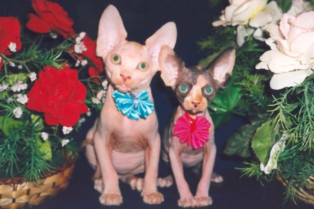 ������: ������� � ����� ��-����� ����� 3 ������, Arnyn Marisen �� ����� Rea Gold Baby � ���� Usynia Grand Oray, � ������� ����������� � ����� ��� ������, Eva �� Vasfil Lolita � ���� Golden Max Zilmar