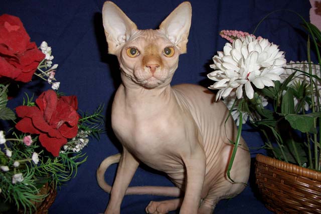 ����� �������� ������ �� ������ Zlata, ����������� � ��������� Rea Gold, ��� ���������� � ��������� Marisen.