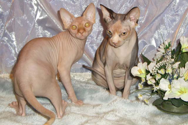 Zlata Rea Gold ����� �������� ������, � ����� ������������ ������ � ����� Baby Rea Gold