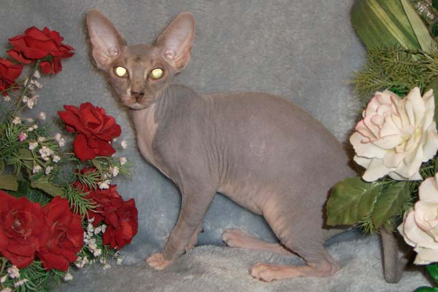 ����� ������� � ����� ��-����� Margo Limini Beauty, ��������������,  ��������� �� ��������� Limini Beauty, ��� ���������� � ��������� Marisen