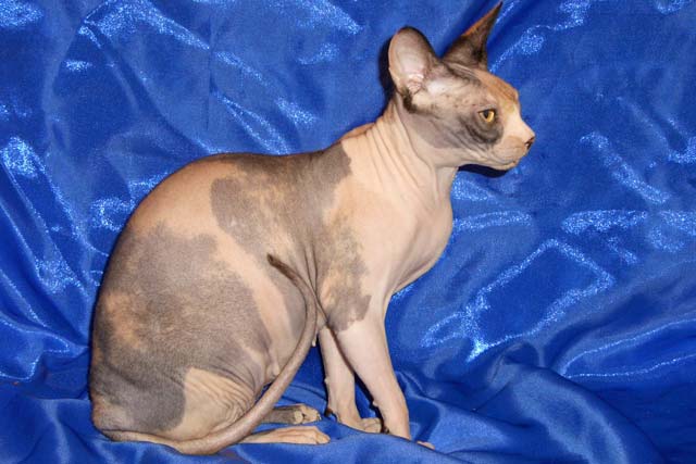 ����� ������ ����� ��������� Marisen, ������������ ������ � ����� Rea Gold Baby