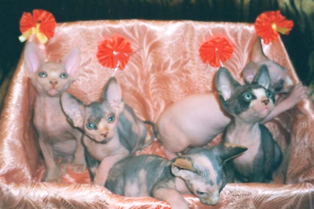 ������ ����� �� ����� �� ��������� Baby Rea Gold ������������ ������ � ���� Usienya Grand Oray ������� ��-������