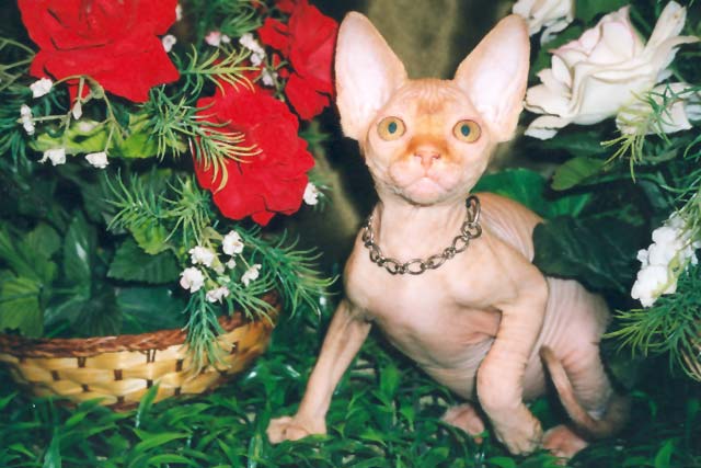 ����� �������� ������ �� ������ Zlata, ����������� � ��������� Rea Gold, ��� ���������� � ��������� Marisen