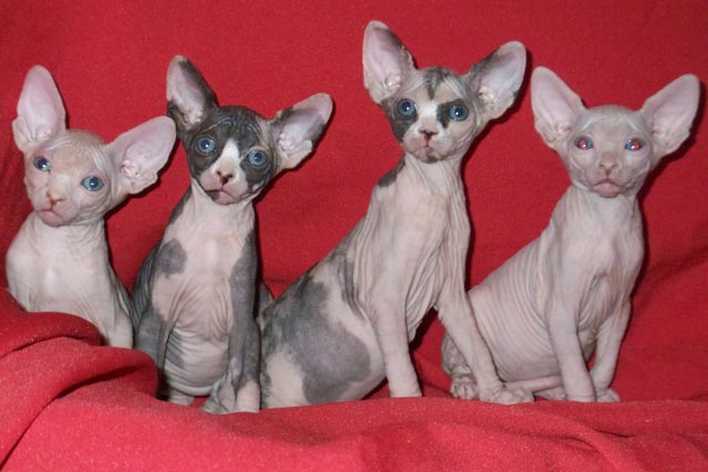 ������ �����,�� ���������