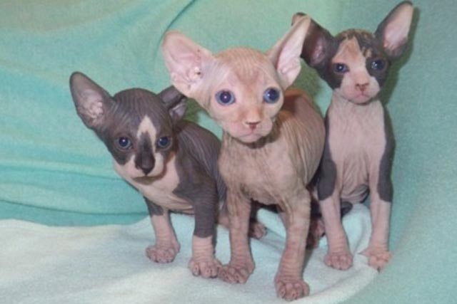 ��� ������ � ������� ��������� �� ���������  MARISEN