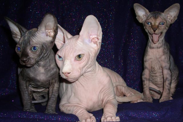 ������� ��������� � ����������� ����� �����, ��������� MARISEN