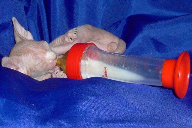 ����� ������� �������, ���� � ���������� ������