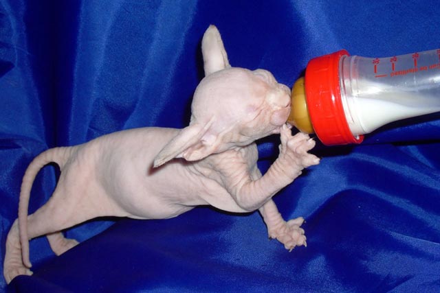 ����� �� ��������� MARISEN ����� �������