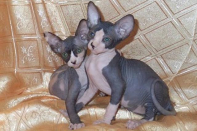 ������� �������, ����� � ������� �� ��������� MARISEN