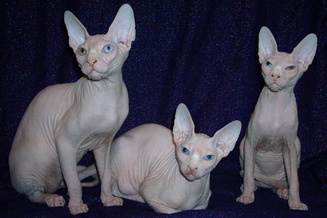 ��� ��������, ����� ������ � ������� ������� � ���� ����������, ��������� MARISEN