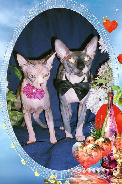 BEBI � ����, ����� ������ ���� �������������� ��������� MARISEN