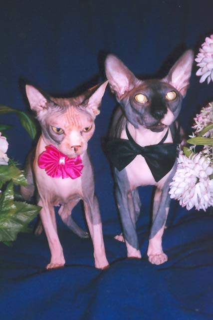 ������ ������������� ��������� Marisen, ����� ������������ � ����� ������� Baby Rea Gold � ��� ������ � ����� ��-����� Usienya Grand Oray