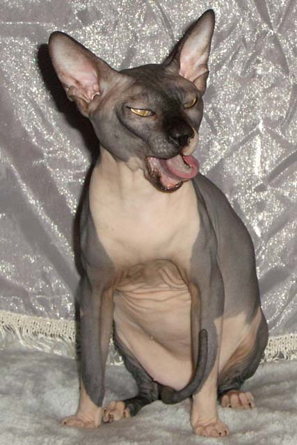 ��� ��-�����, ������ ������������� ��������� Marisen Usienya Grand Oray