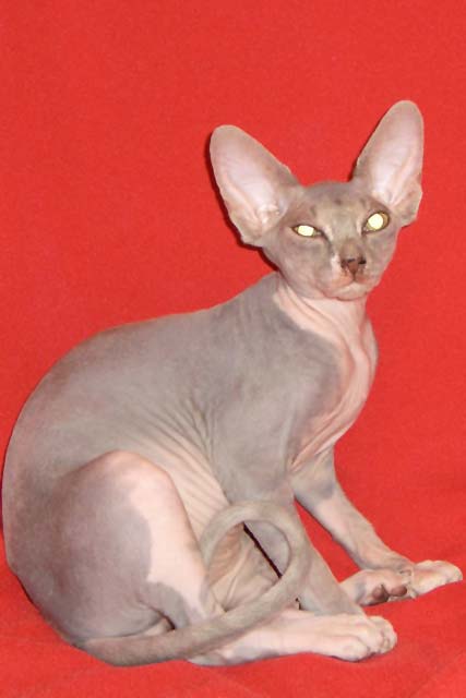 ����� ������� � ����� ��-�����, Margo Limini Beauty, ��������������,  ��������� �� ��������� Limini Beauty, ��� ���������� � ��������� Marisen