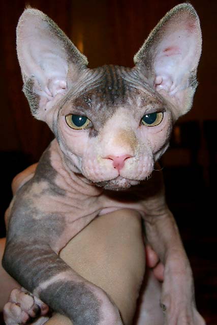 ����� � ������������ ������ Amina Marisen, ������� � �������� Alivenio, �� ����� Baby Rea Gold � ���� Usienya Grand Oray