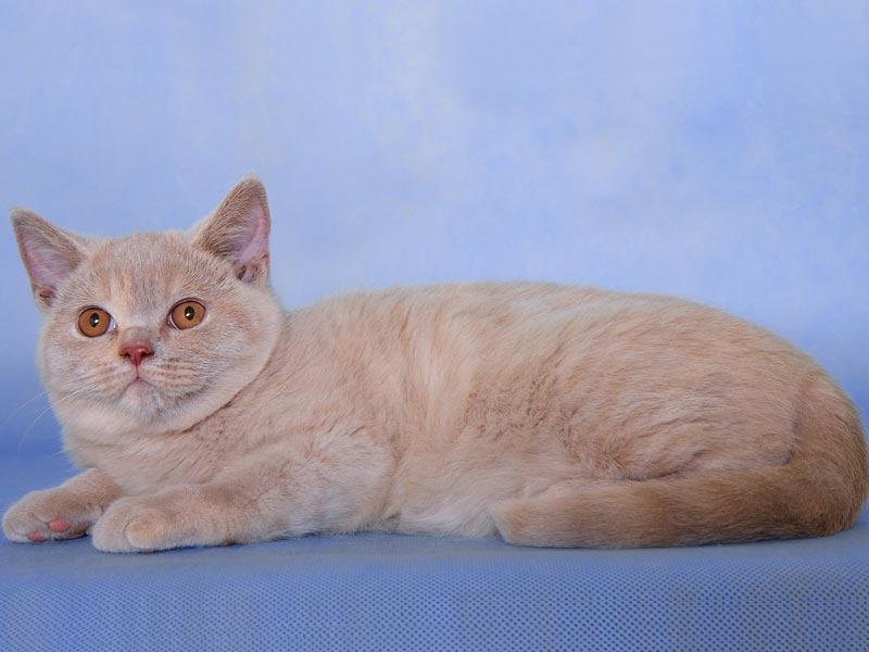 �����. ���� ��������  4 ������� 2011�. ������: ����������. �����: ���� �����������. ����: ���������� ��������������� ����� �� ������ Swenja Fawny from Sham.����: ���������� ��������������� ��� �� ������ Golden Cat �������� ��� ������ Baggis Well, CH. (WCF).
