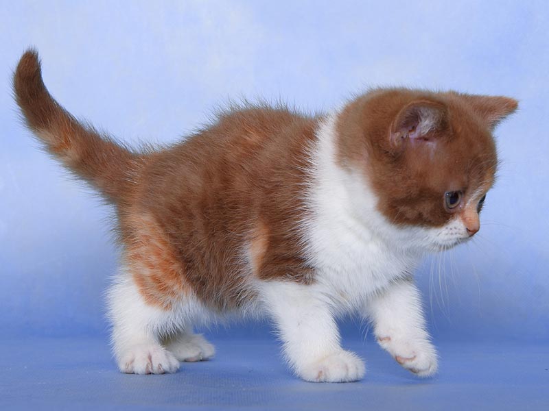 �����. ���� ��������  2 ������� 2011�. ������: ����������. �����: �������� ����������� �������. ����: ���������� ��������������� ����� �� ������ �������, ����� �������� ����������� CH. (WCF)����: ���������� ��������������� ��� �� ������ IRON MAN of TNE PEPPER KING BRI o 03. (WCF).
