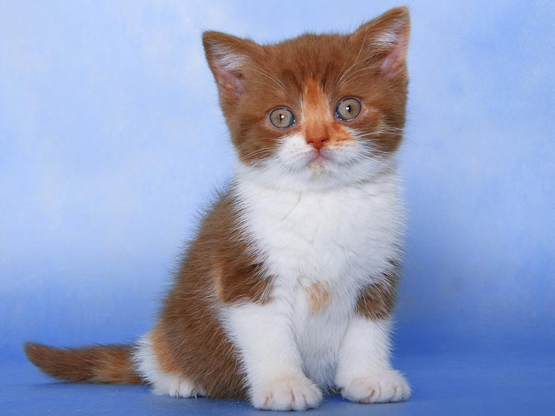 �����. ���� ��������  2 ������� 2011�. ������: ����������. �����: �������� ����������� �������. ����: ���������� ��������������� ����� �� ������ �������, ����� �������� ����������� CH. (WCF)����: ���������� ��������������� ��� �� ������ IRON MAN of TNE PEPPER KING BRI o 03. (WCF).
