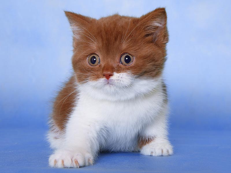 �����. ���� ��������  2 ������� 2011�. ������: ����������. �����: �������� �������. ����: ���������� ��������������� ����� �� ������ �������, ����� �������� ����������� CH. (WCF)����: ���������� ��������������� ��� �� ������ IRON MAN of TNE PEPPER KING BRI o 03. (WCF).
