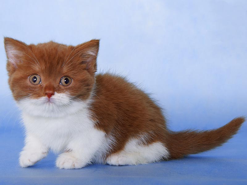 �����. ���� ��������  2 ������� 2011�. ������: ����������. �����: ���� �������. ����: ���������� ��������������� ����� �� ������ �������, ����� �������� ����������� CH. (WCF)����: ���������� ��������������� ��� �� ������ IRON MAN of TNE PEPPER KING BRI o 03. (WCF).
