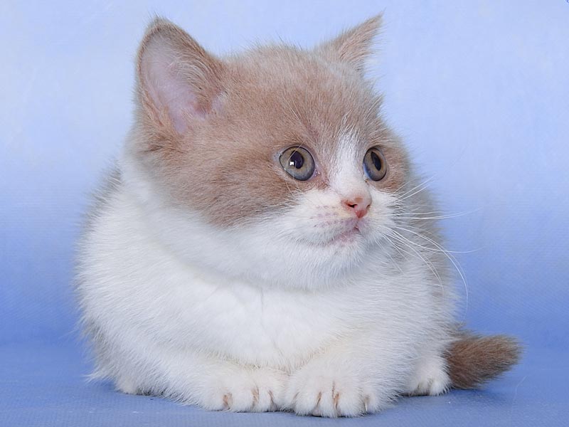 �����. ���� ��������  2 ������� 2011�. ������: ����������. �����: ���� �������. ����: ���������� ��������������� ����� �� ������ �������, ����� �������� ����������� CH. (WCF)����: ���������� ��������������� ��� �� ������ IRON MAN of TNE PEPPER KING BRI o 03. (WCF).
