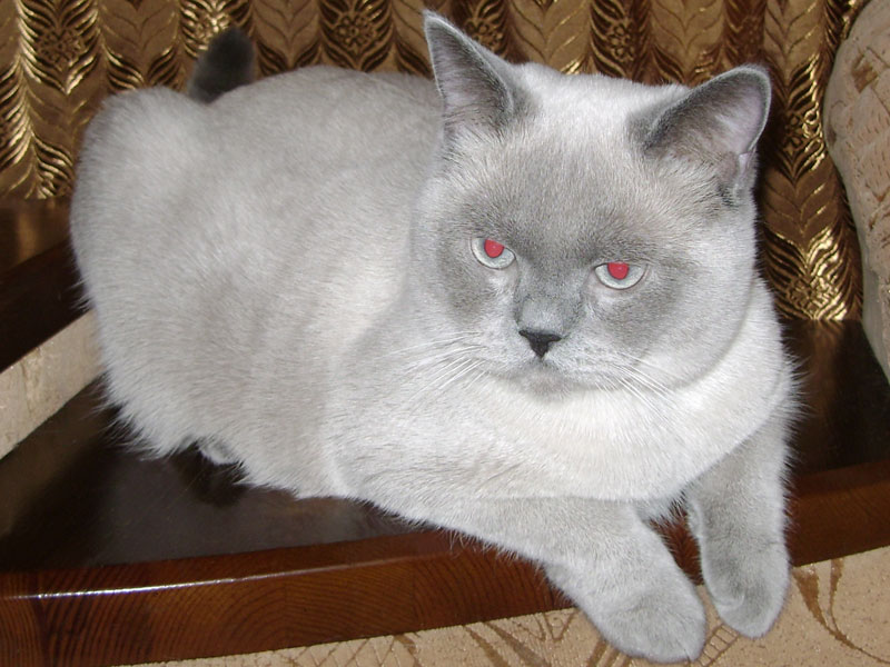 �����. ���� ��������  3 ������� 2010�. ������: ����������. �����: ���-�����. ����: ���������� ��������������� ����� �� ������ ������. ����: ���������� ��������������� ��� �� ������ �������-���� G.INT.CH. (WCF), G.E.CH. (���), INT.CH. (��������), BRI a 33.�� �������� ������������ ������� ������� �� �������� (383) 346-92-77, +7 923-243-3507